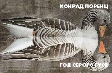 Конрад Захариас Лоренц. Год серого гуся. Биология.