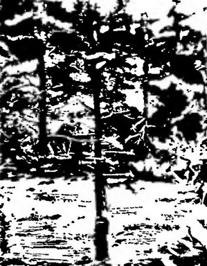 Великий путешественник. Жизнь и деятельность Н. М. Пржевальского, первого исследователя природы Центральной Азии