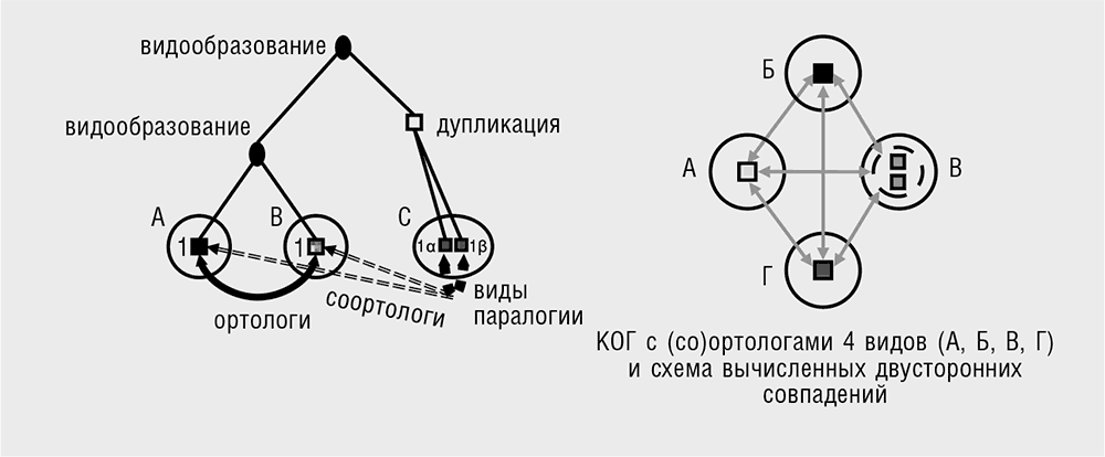 Логика случая. О природе и происхождении биологической эволюции