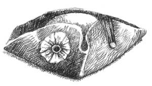 Кроха