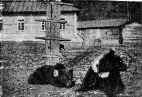 На самолете в Восточной Арктике