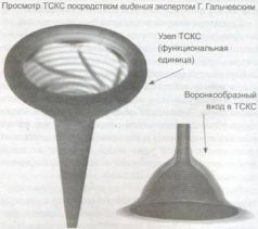 Книга Живы