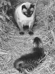 Сиамские кошки