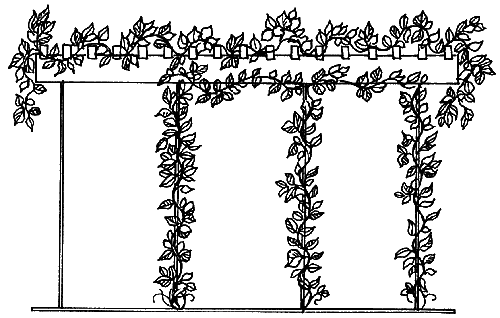 Лоджии и балконы