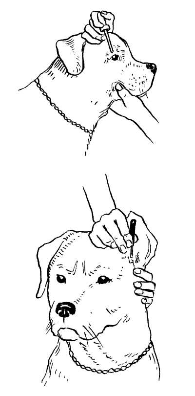 Ротвейлеры