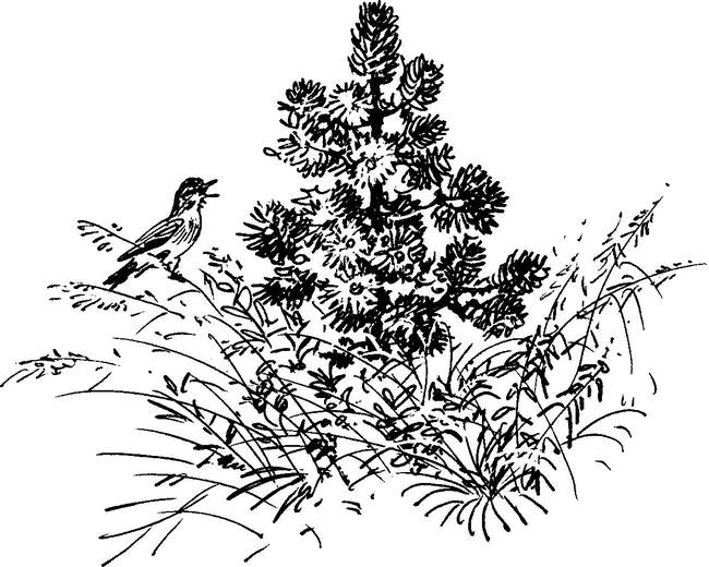 На теплой земле (сборник)