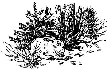 На теплой земле (сборник)