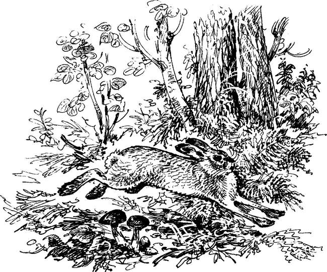 На теплой земле (сборник)