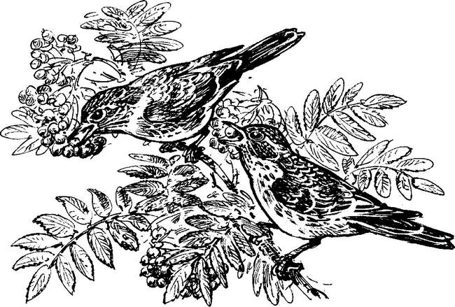 На теплой земле (сборник)