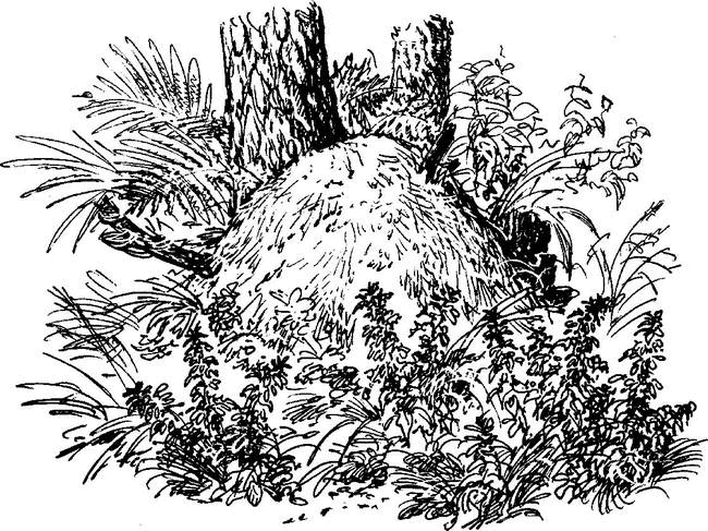 На теплой земле (сборник)