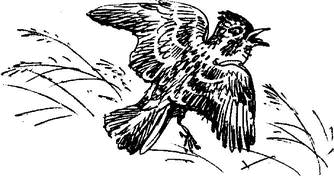 На теплой земле (сборник)