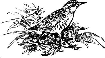 На теплой земле (сборник)