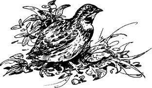 На теплой земле (сборник)