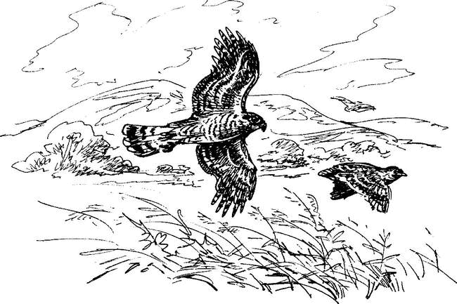На теплой земле (сборник)
