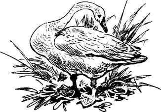 На теплой земле (сборник)