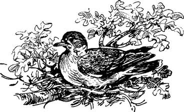 На теплой земле (сборник)