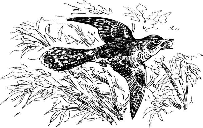 На теплой земле (сборник)