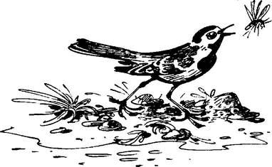 На теплой земле (сборник)
