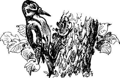 На теплой земле (сборник)