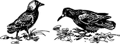 На теплой земле (сборник)