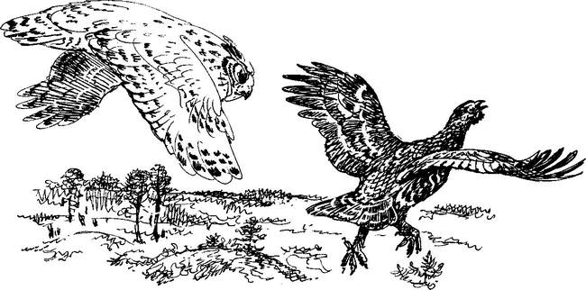 На теплой земле (сборник)