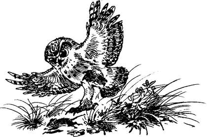 На теплой земле (сборник)