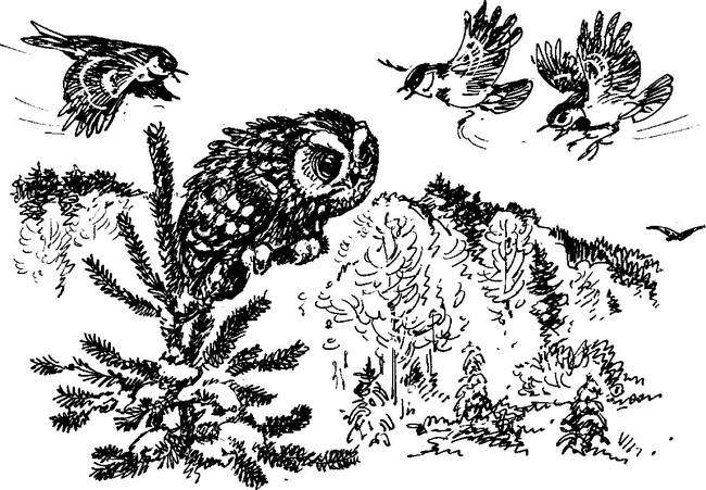 На теплой земле (сборник)