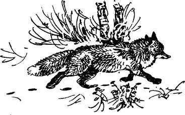 На теплой земле (сборник)