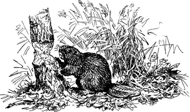 На теплой земле (сборник)