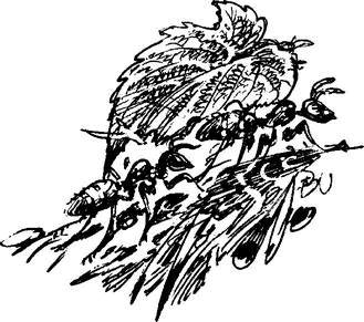 На теплой земле (сборник)