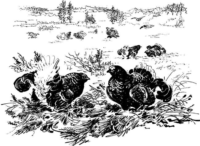 На теплой земле (сборник)