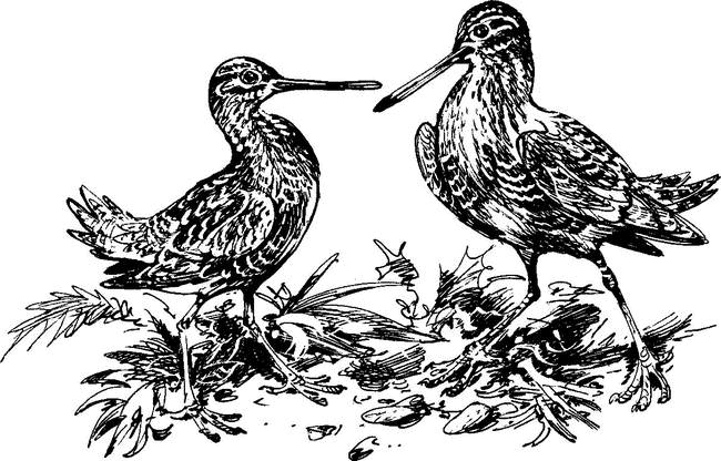 На теплой земле (сборник)