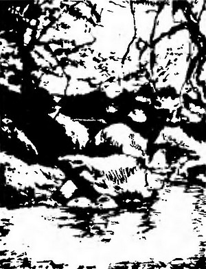 Великий путешественник. Жизнь и деятельность Н. М. Пржевальского, первого исследователя природы Центральной Азии