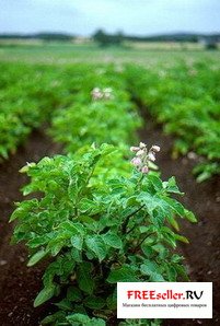 Как получить высокий урожай картофеля