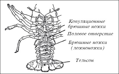 Разведение раков
