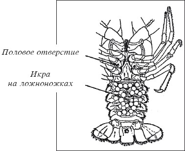 Разведение раков