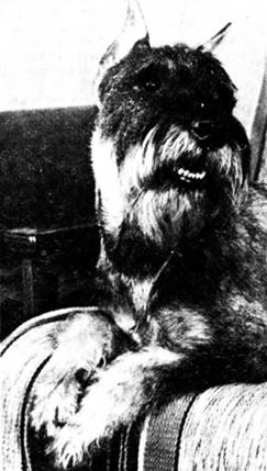 О чем лают собаки