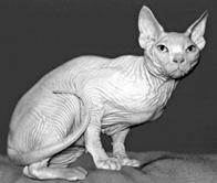 Кошки - сфинксы