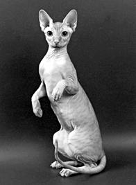 Кошки - сфинксы