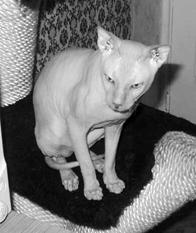 Кошки - сфинксы