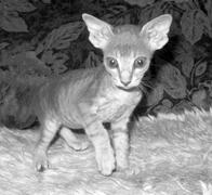 Кошки - сфинксы
