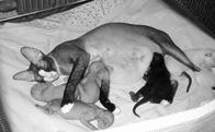 Кошки - сфинксы
