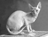 Кошки - сфинксы