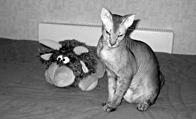 Кошки - сфинксы