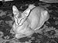 Кошки - сфинксы