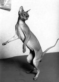 Кошки - сфинксы