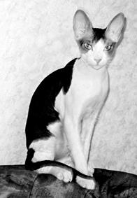 Кошки - сфинксы