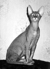 Кошки - сфинксы