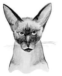 Сиамские кошки