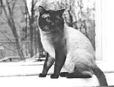 Сиамские кошки
